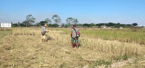 စင်မကော်လယ်ကွင်း ရိုးပြတ်ရှင်းလင်းခြင်း။