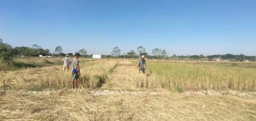 စင်မကော်လယ်ကွင်းရှင်းစဉ်။