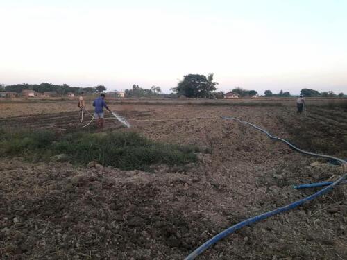 နေကြာစိုက်ခင်းရေလောင်းစဉ်။