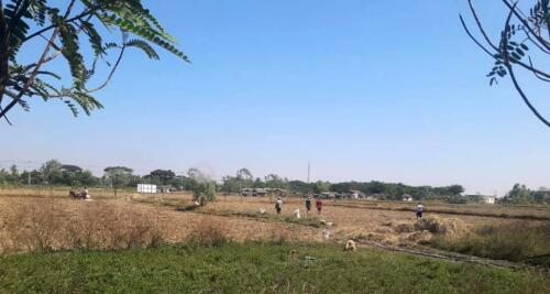 နေကြာစိုက်စဉ်။
