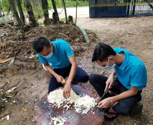 မျှစ်လှီးနေစဉ်။