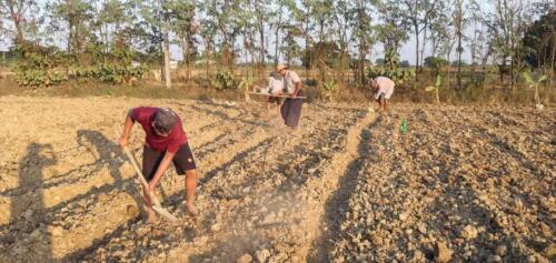 ပဲတီစိမ်းစိုက်ပျိုးရန်ပြင်စဉ်။